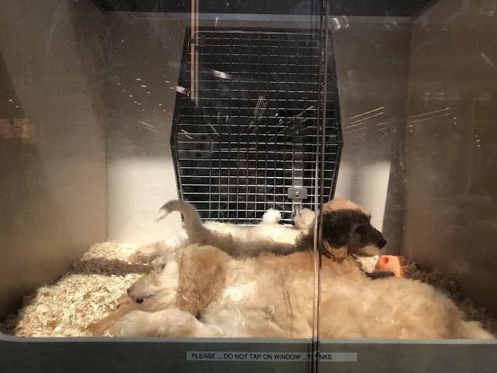 Alley Cat Pet Center Picture 3