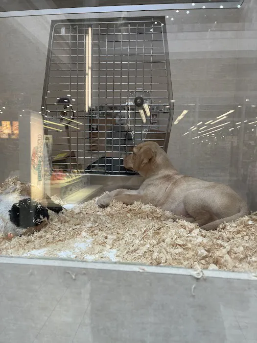 Alley Cat Pet Center Picture 4