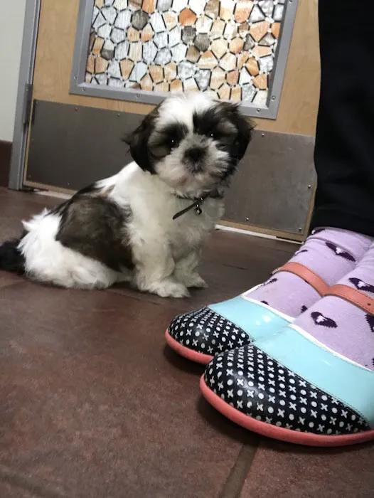 Alley Cat Pet Center Picture 9