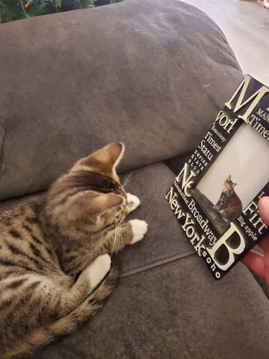 Alley Cat Pet Center Picture 2