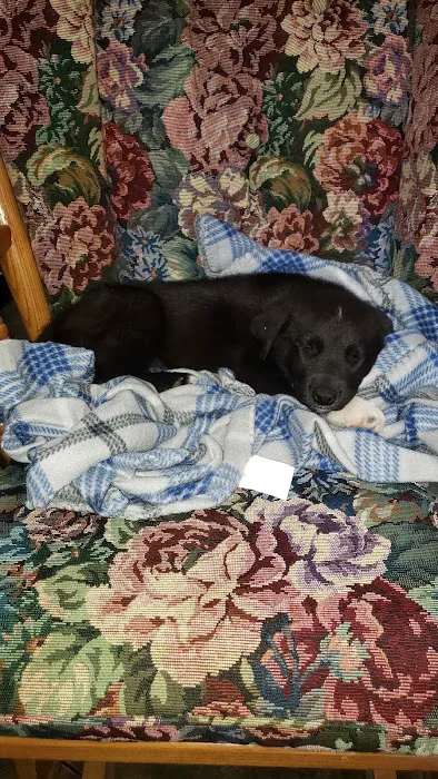 Alley Cat Pet Center Picture 8