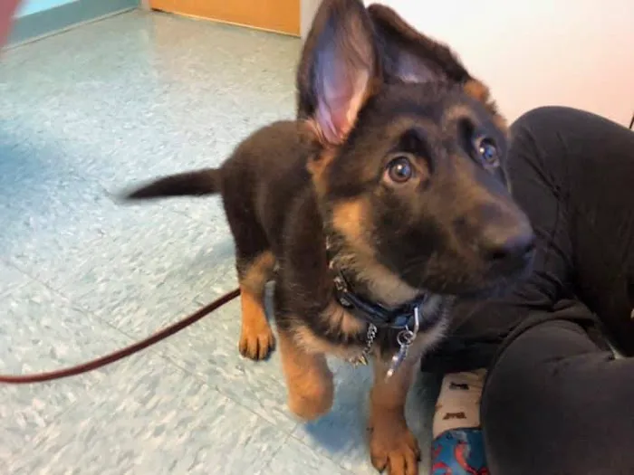 Millis Animal Hospital Picture 10