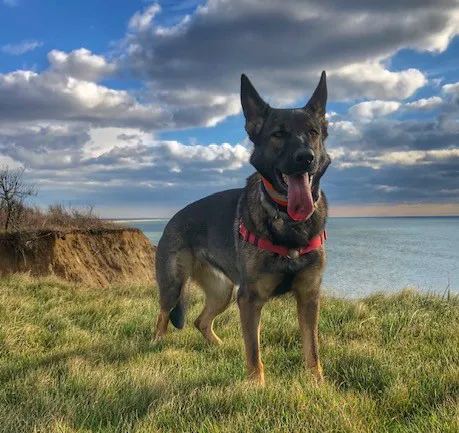 Millis Animal Hospital Picture 1