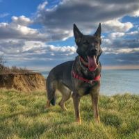 Millis Animal Hospital ico