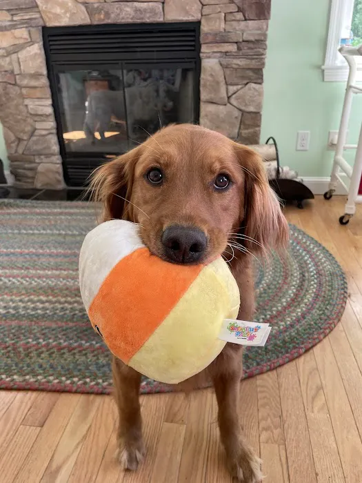 Millis Animal Hospital Picture 9