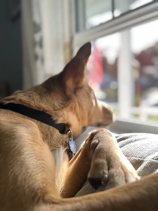 Millis Animal Hospital Picture 2