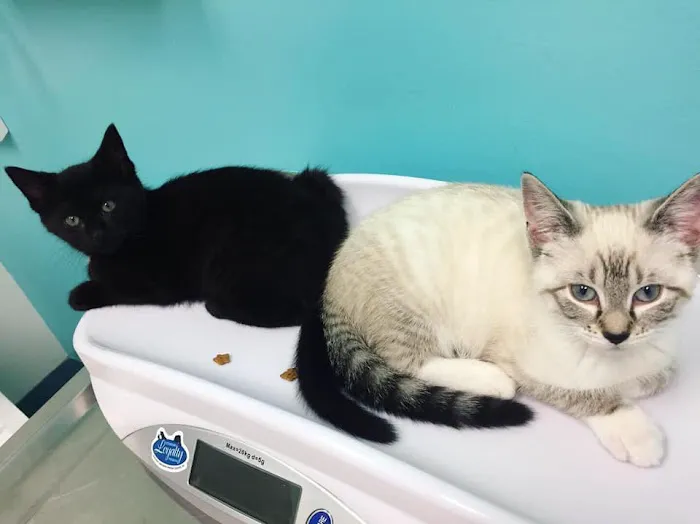 Millis Animal Hospital Picture 5