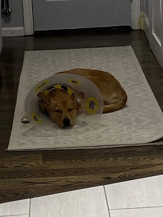 Millis Animal Hospital Picture 4