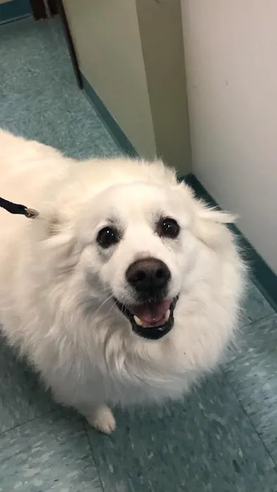 Millis Animal Hospital Picture 3