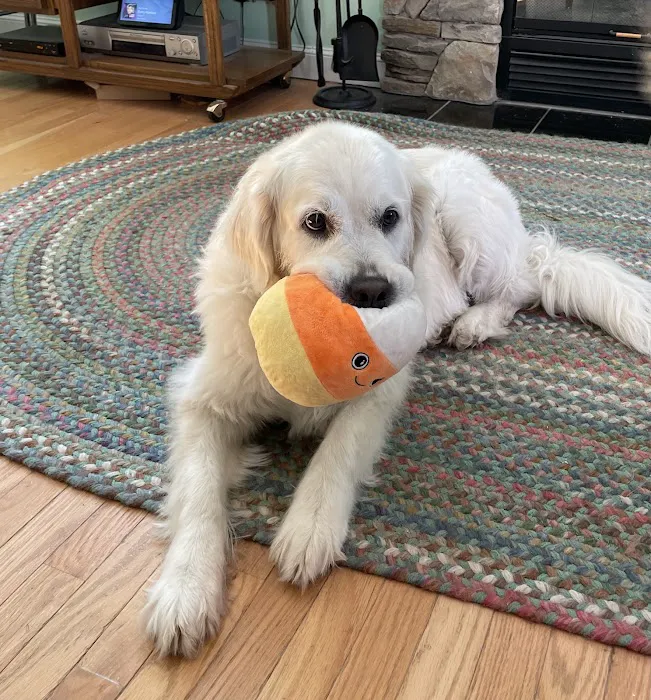 Millis Animal Hospital Picture 6