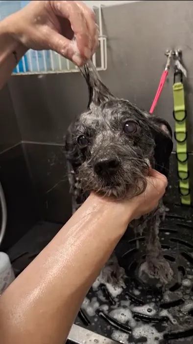 Pine + Paw Picture 3