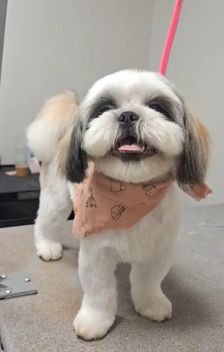 Pine + Paw Picture 1