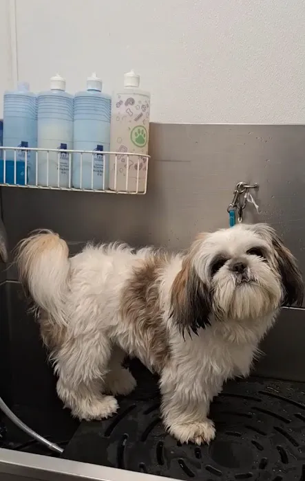 Pine + Paw Picture 2