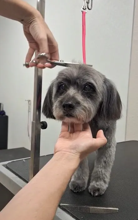 Pine + Paw Picture 7