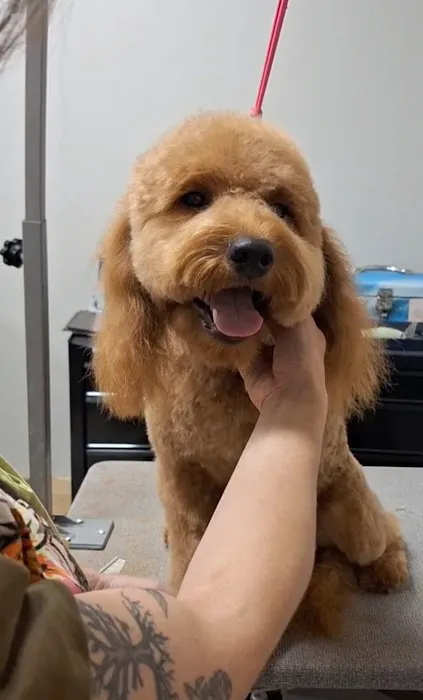 Pine + Paw Picture 6