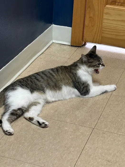 Main Street Veterinary Hospital Picture 4