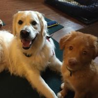 Vetco Total Care - Cody Pet Hospital ico