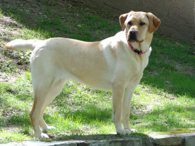 Vetco Total Care - Cody Pet Hospital Picture 5