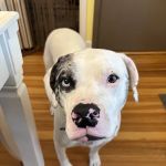 Wrentham Animal Hospital