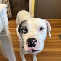 Wrentham Animal Hospital ico