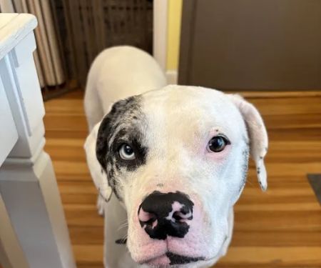 Wrentham Animal Hospital