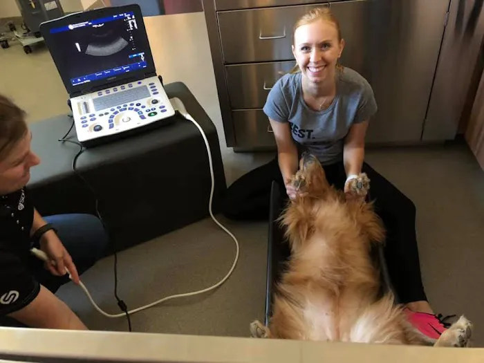 Wrentham Animal Hospital Picture 7