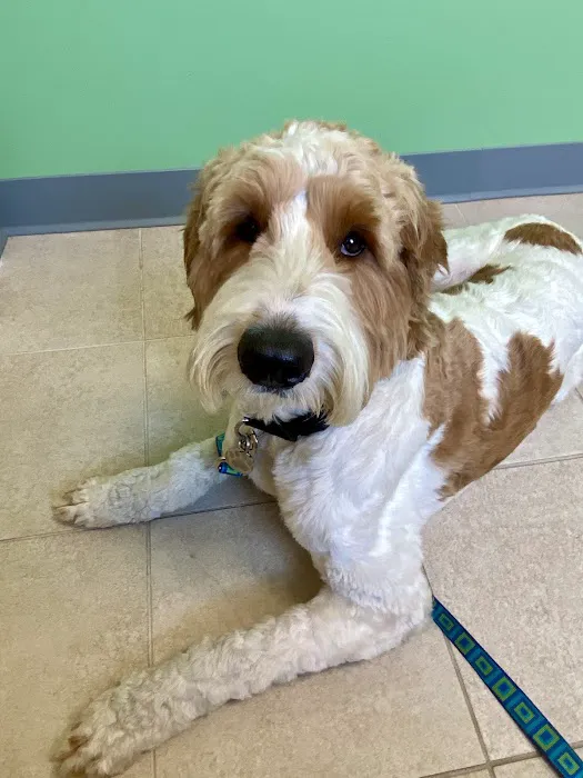 Wrentham Animal Hospital Picture 6