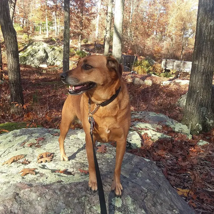 Wrentham Animal Hospital Picture 8