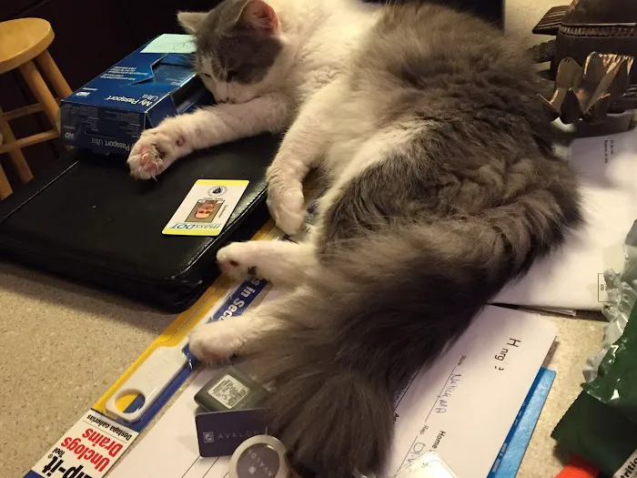 Banfield Pet Hospital Picture 6