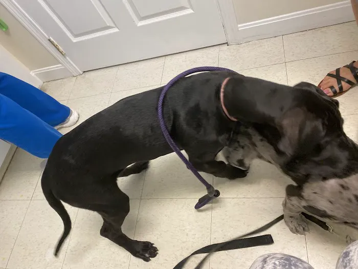 Banfield Pet Hospital Picture 4