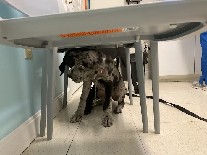 Banfield Pet Hospital Picture 1