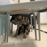 Banfield Pet Hospital