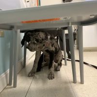 Banfield Pet Hospital ico