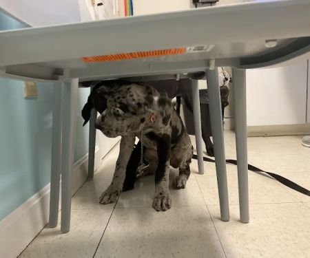 Banfield Pet Hospital