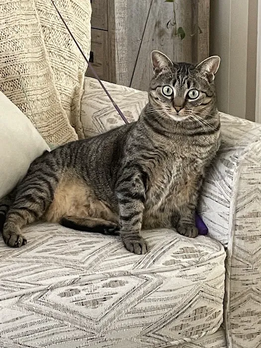 Dewitt Animal Hospital Picture 9