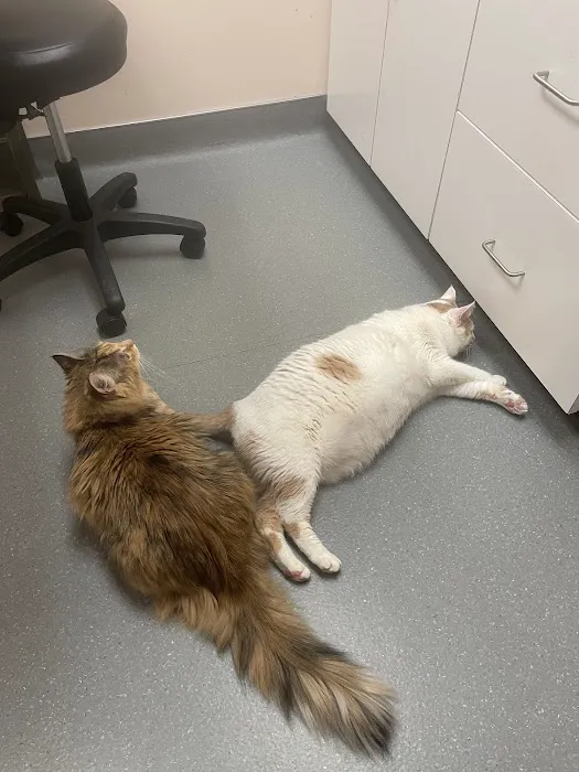 Dewitt Animal Hospital Picture 4