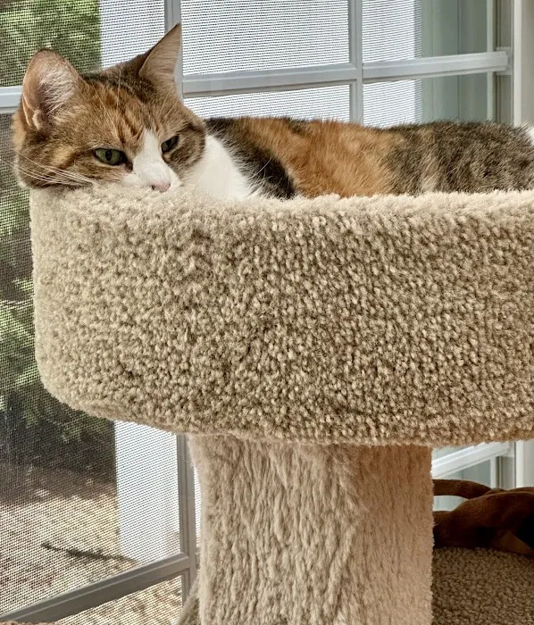 Dewitt Animal Hospital Picture 7