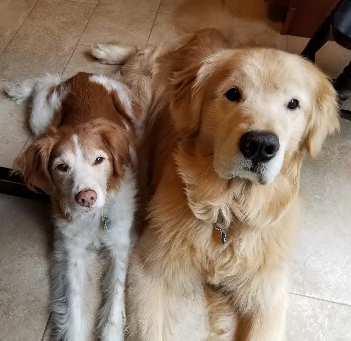 Dewitt Animal Hospital Picture 10