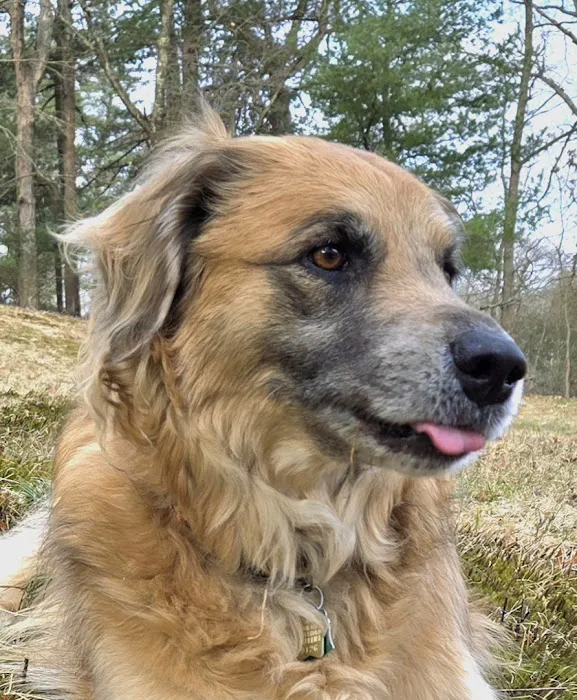 Dewitt Animal Hospital Picture 6