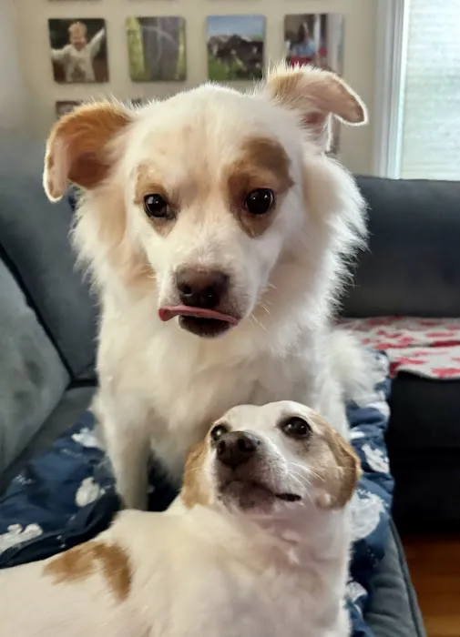 Dewitt Animal Hospital Picture 1