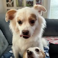 Dewitt Animal Hospital ico