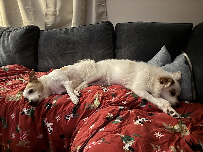 Dewitt Animal Hospital Picture 2