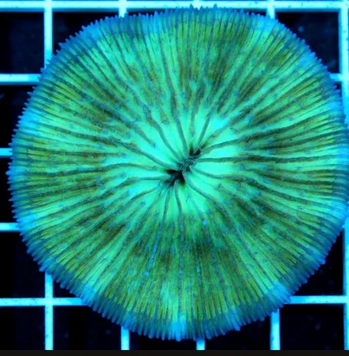 CORALCAVERN Picture 4