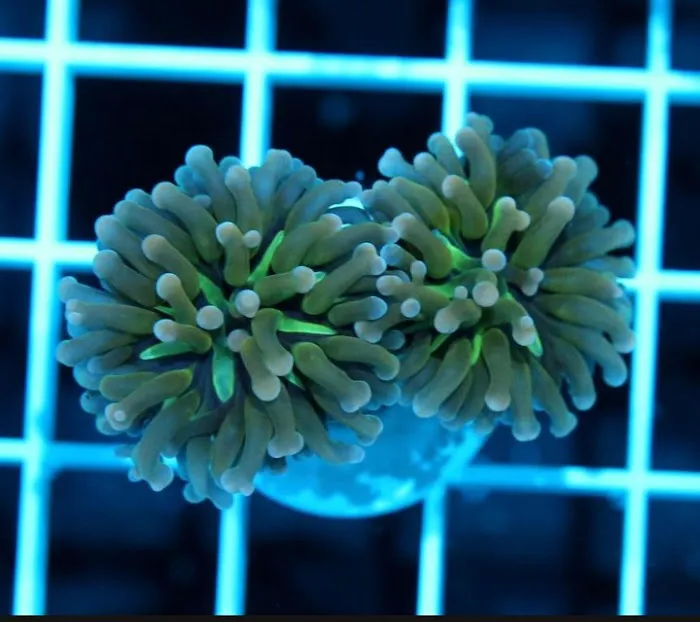 CORALCAVERN Picture 5