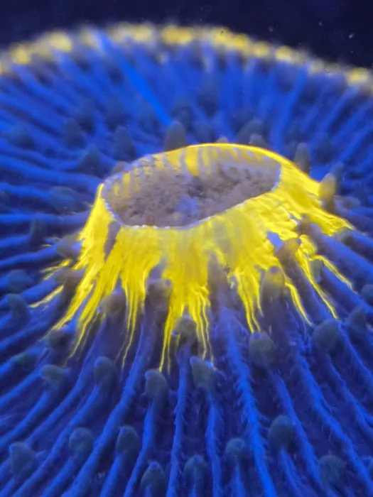 CORALCAVERN Picture 1