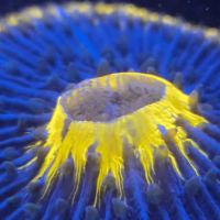 CORALCAVERN ico