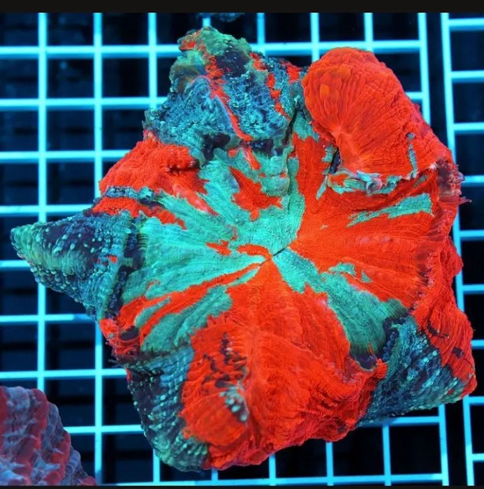 CORALCAVERN Picture 6
