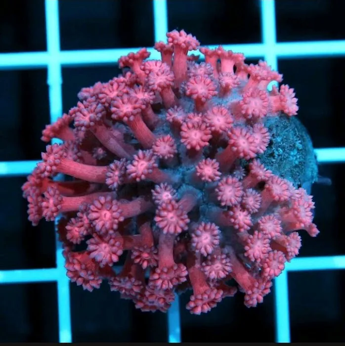 CORALCAVERN Picture 10