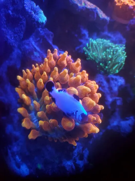 CORALCAVERN Picture 2