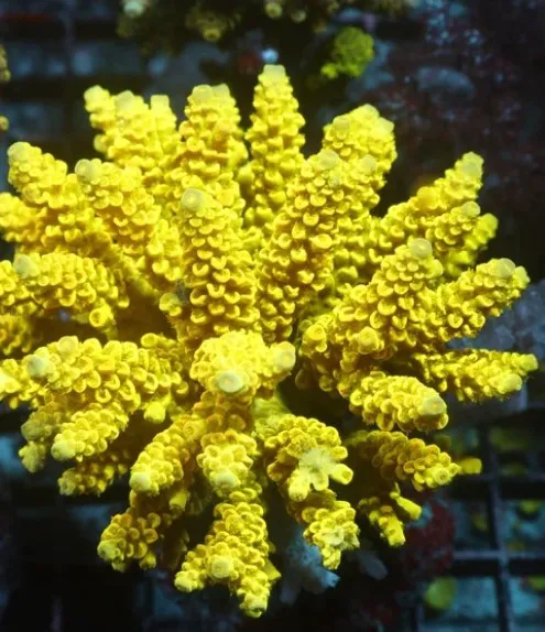 CORALCAVERN Picture 7